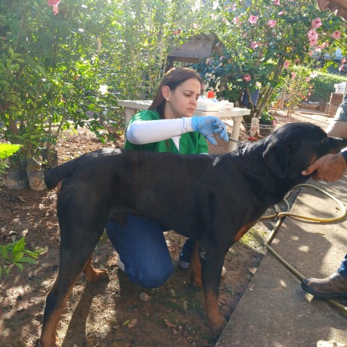 Clivet – Clínica Veterinária